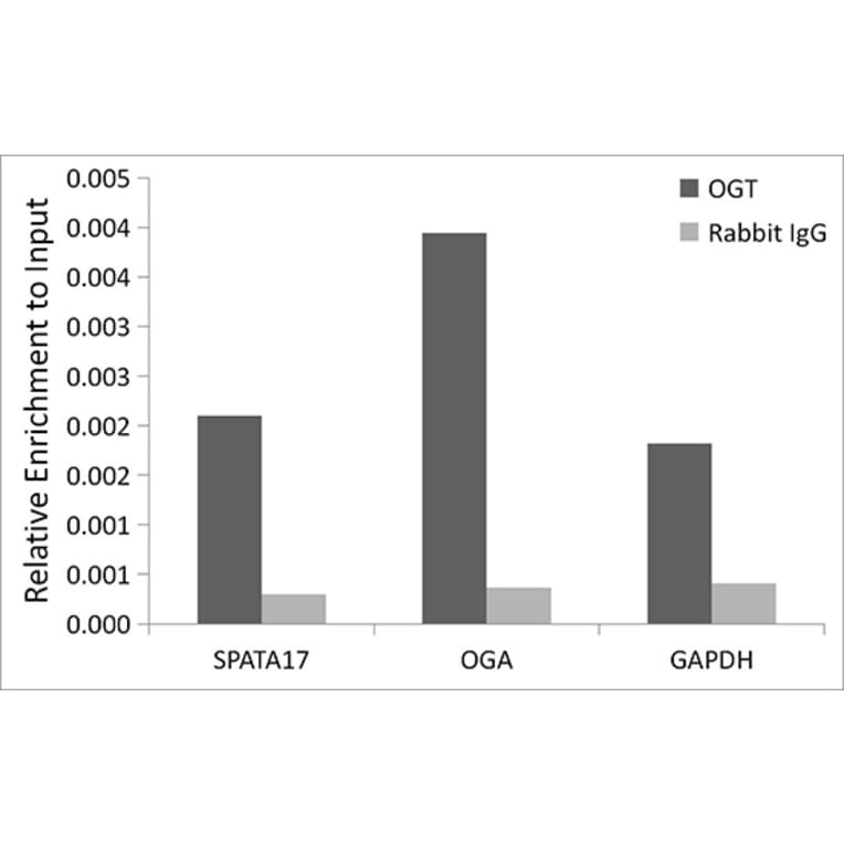 Chromatin Immunoprecipitation - Anti-OGT/O-Linked N-Acetylglucosamine Transferase Antibody [ARC0790] (A308152) - Antibodies.com