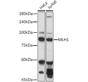 Western Blot - Anti-MLH1 Antibody (A308154) - Antibodies.com