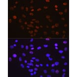 Immunofluorescence - Anti-YY1 Antibody [ARC0048] (A308157) - Antibodies.com
