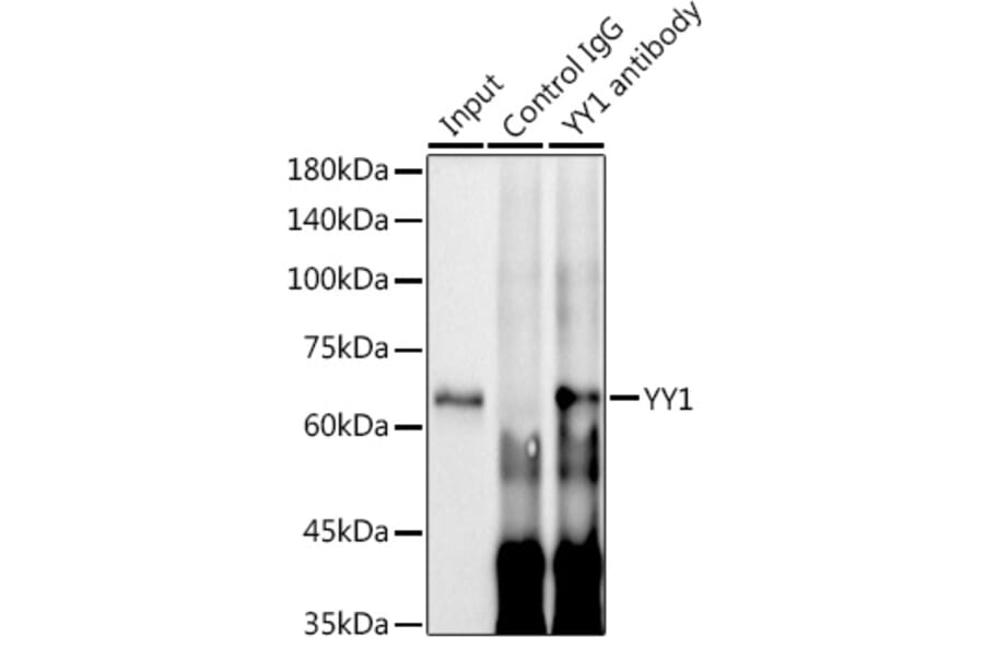 Western Blot - Anti-YY1 Antibody [ARC0048] (A308157) - Antibodies.com