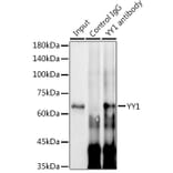 Western Blot - Anti-YY1 Antibody [ARC0048] (A308157) - Antibodies.com