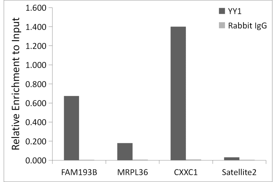 Chromatin Immunoprecipitation - Anti-YY1 Antibody (A308157) - Antibodies.com