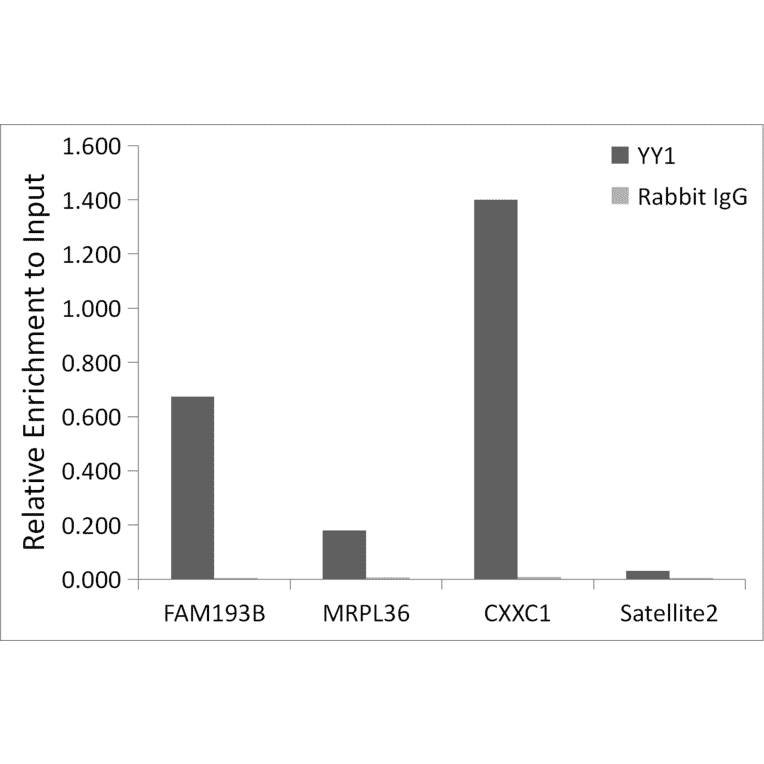 Chromatin Immunoprecipitation - Anti-YY1 Antibody (A308157) - Antibodies.com