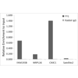 Chromatin Immunoprecipitation - Anti-YY1 Antibody (A308157) - Antibodies.com