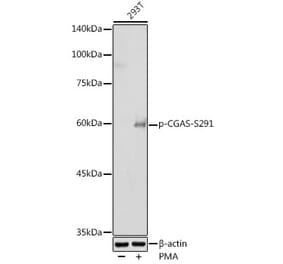 Western Blot - Anti-cGAS (phospho Ser291) Antibody (A308163) - Antibodies.com