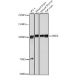 Western Blot - Anti-MBD6 Antibody (A308164) - Antibodies.com