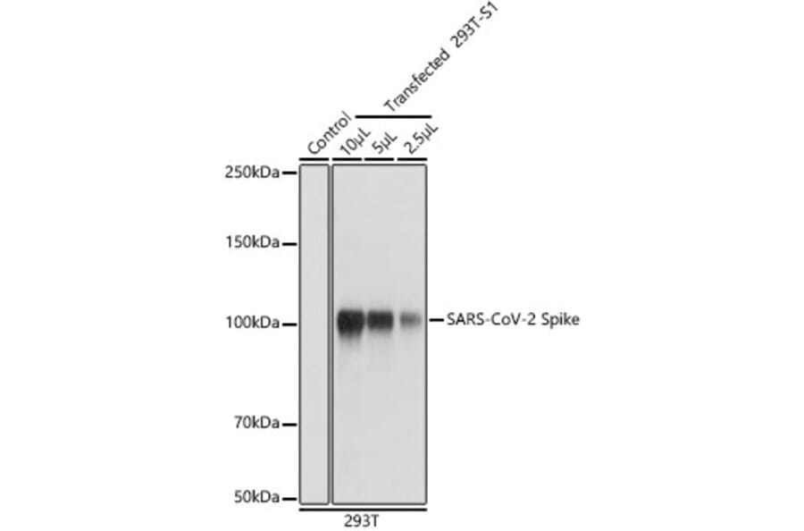 Western Blot - Anti-SARS-CoV-2 Spike Glycoprotein Antibody (A308165) - Antibodies.com