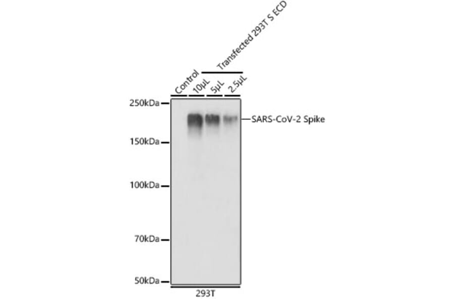 Western Blot - Anti-SARS-CoV-2 Spike Glycoprotein Antibody (A308165) - Antibodies.com