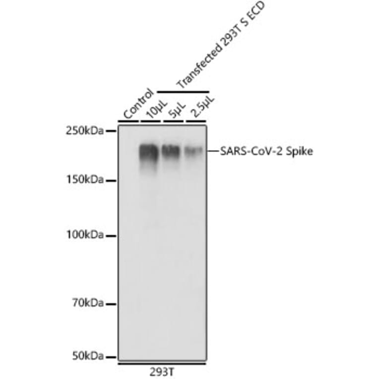 Western Blot - Anti-SARS-CoV-2 Spike Glycoprotein Antibody (A308165) - Antibodies.com