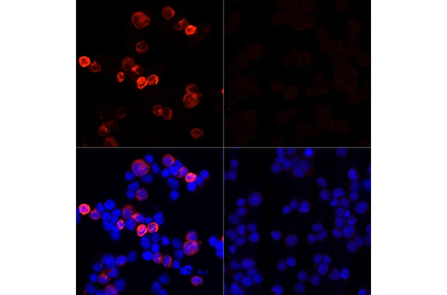 Immunofluorescence - Anti-SARS-CoV-2 Spike Glycoprotein Antibody (A308165) - Antibodies.com