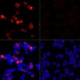 Immunofluorescence - Anti-SARS-CoV-2 Spike Glycoprotein Antibody (A308165) - Antibodies.com
