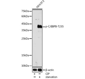 Western Blot - Anti-CEBP Beta (phospho Thr235) Antibody (A308166) - Antibodies.com