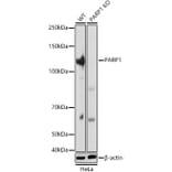 Western Blot - Anti-PARP1 Antibody (A308167) - Antibodies.com
