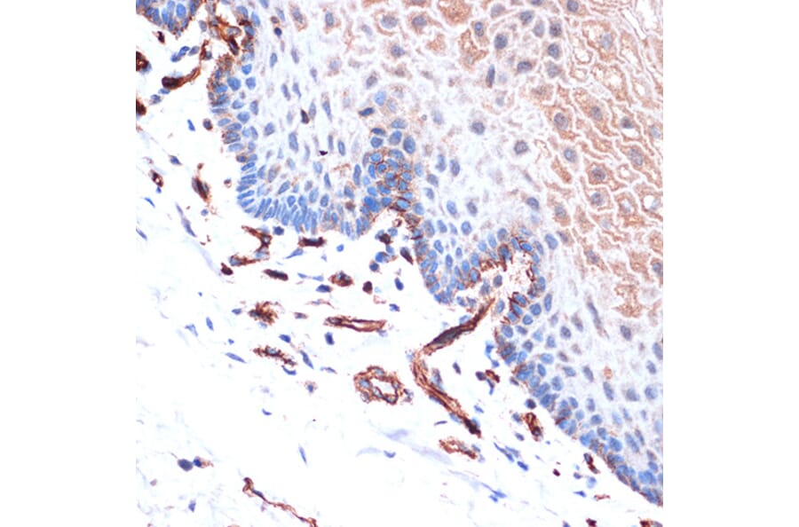 Immunohistochemistry - Anti-H Cadherin Antibody [ARC1931] (A308170) - Antibodies.com