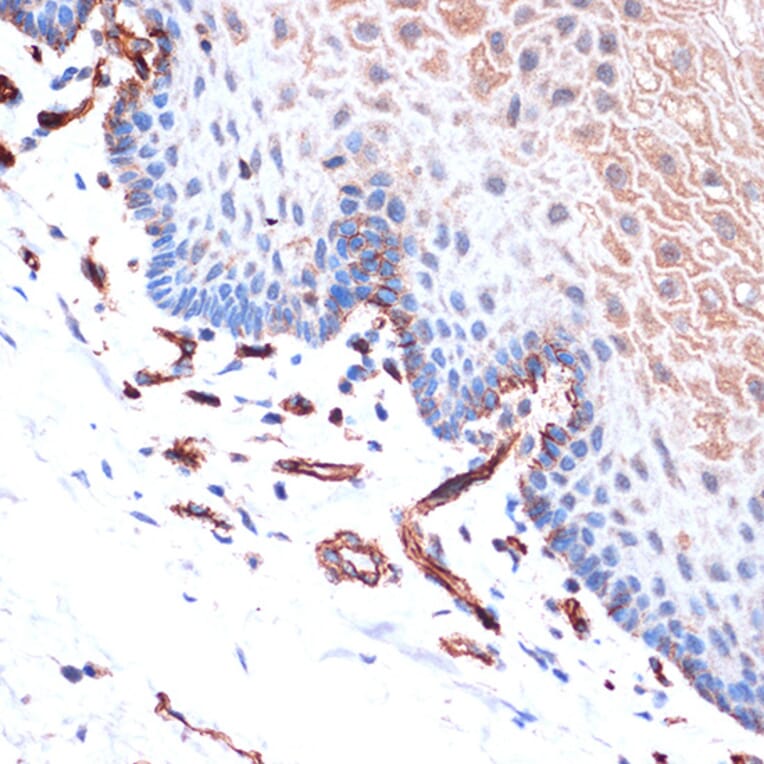 Immunohistochemistry - Anti-H Cadherin Antibody [ARC1931] (A308170) - Antibodies.com