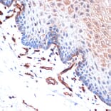 Immunohistochemistry - Anti-H Cadherin Antibody [ARC1931] (A308170) - Antibodies.com