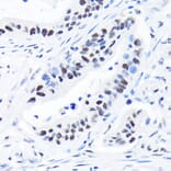 Immunohistochemistry - Anti-SPT5 Antibody [ARC2380] (A308173) - Antibodies.com