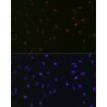 Immunofluorescence - Anti-SPT5 Antibody [ARC2380] (A308173) - Antibodies.com