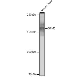 Western Blot - Anti-Metabotropic Glutamate Receptor 5 Antibody [ARC0250] (A308176) - Antibodies.com