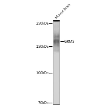 Western Blot - Anti-Metabotropic Glutamate Receptor 5 Antibody [ARC0250] (A308176) - Antibodies.com