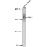 Western Blot - Anti-Metabotropic Glutamate Receptor 5 Antibody [ARC0250] (A308176) - Antibodies.com