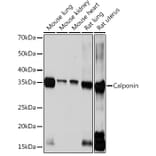 Western Blot - Anti-Calponin 1 Antibody [ARC0232] (A308184) - Antibodies.com