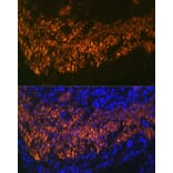 Immunofluorescence - Anti-Calponin 1 Antibody [ARC0232] (A308184) - Antibodies.com