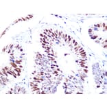 Immunohistochemistry - Anti-p60 CAF1/MPP7 Antibody [ARC1269] (A308188) - Antibodies.com