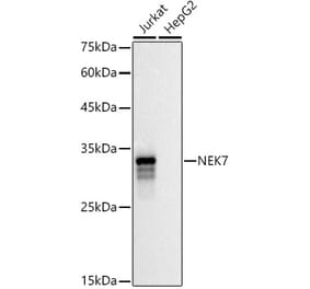 Western Blot - Anti-NEK7 Antibody (A308189) - Antibodies.com