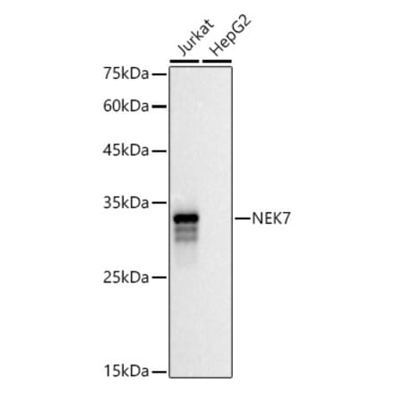 Western Blot - Anti-NEK7 Antibody (A308189) - Antibodies.com