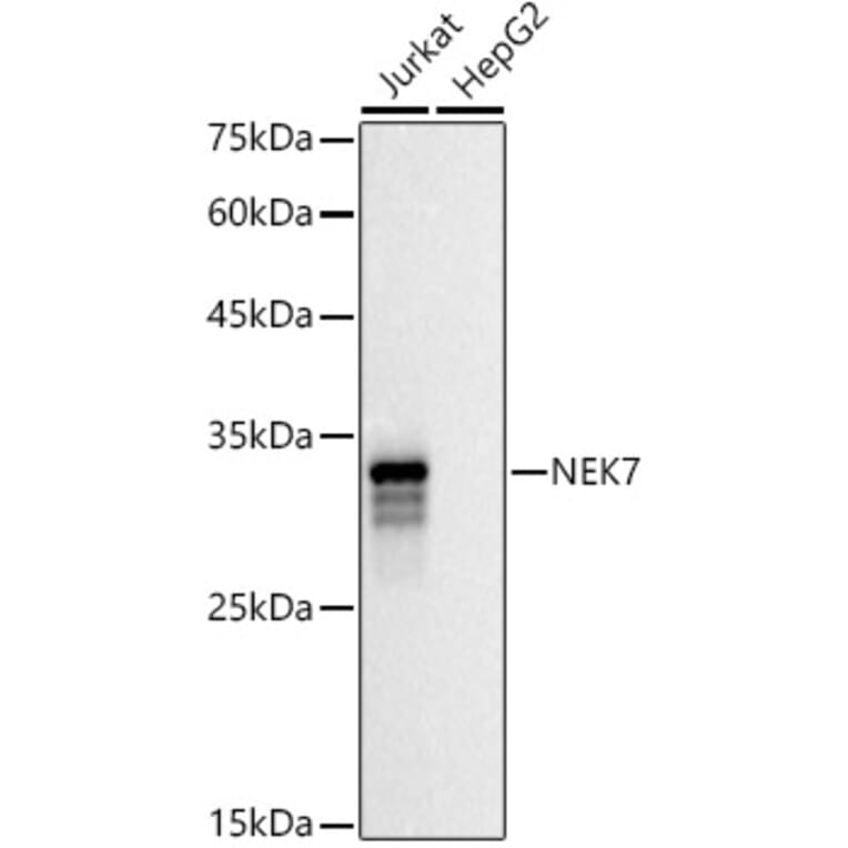 Western Blot - Anti-NEK7 Antibody (A308189) - Antibodies.com