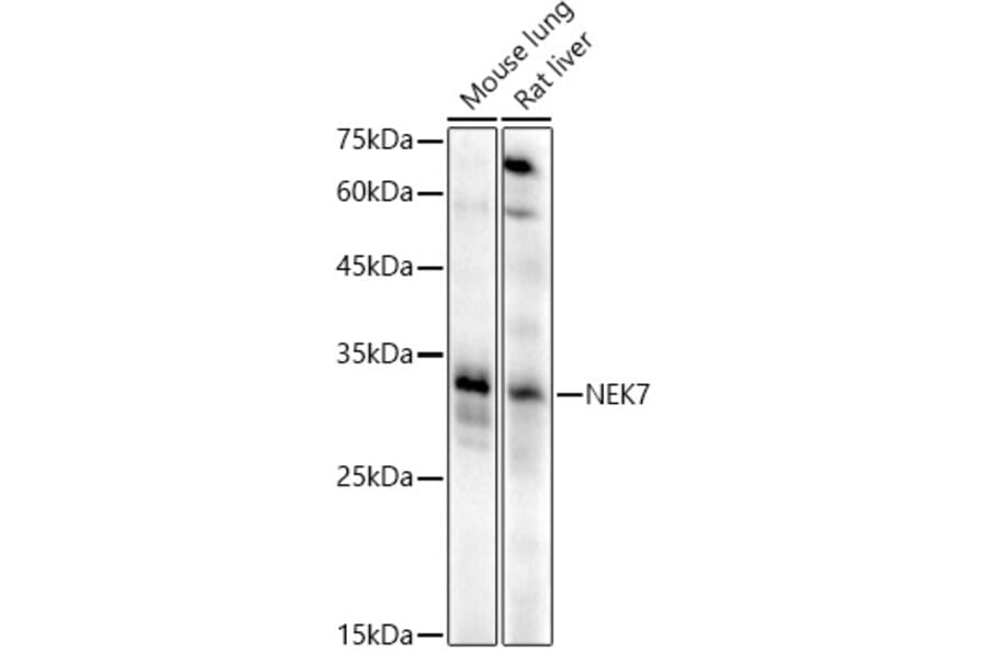 Western Blot - Anti-NEK7 Antibody (A308189) - Antibodies.com