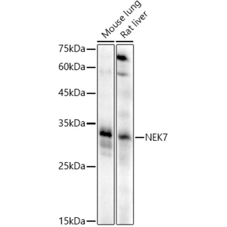 Western Blot - Anti-NEK7 Antibody (A308189) - Antibodies.com