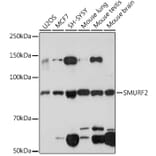 Western Blot - Anti-SMURF 2 Antibody [ARC1897] (A308190) - Antibodies.com