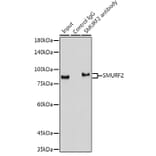 Western Blot - Anti-SMURF 2 Antibody [ARC1897] (A308190) - Antibodies.com