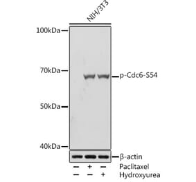 Western Blot - Anti-Cdc6 (phospho Ser54) Antibody [ARC1693] (A308192) - Antibodies.com