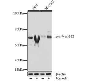 Western Blot - Anti-c-Myc (phospho Ser62) Antibody (A308193) - Antibodies.com