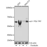 Western Blot - Anti-c-Myc (phospho Ser62) Antibody [ARC1533] (A308193) - Antibodies.com