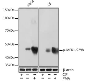 Western Blot - Anti-MEK1 (phospho Ser298) Antibody [ARC1565] (A308195) - Antibodies.com