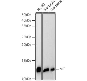 Western Blot - Anti-MIF Antibody (A308197) - Antibodies.com