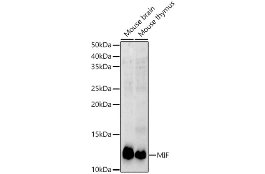Western Blot - Anti-MIF Antibody (A308197) - Antibodies.com