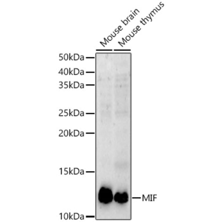 Western Blot - Anti-MIF Antibody (A308197) - Antibodies.com