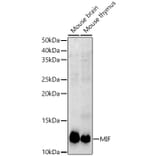 Western Blot - Anti-MIF Antibody (A308197) - Antibodies.com