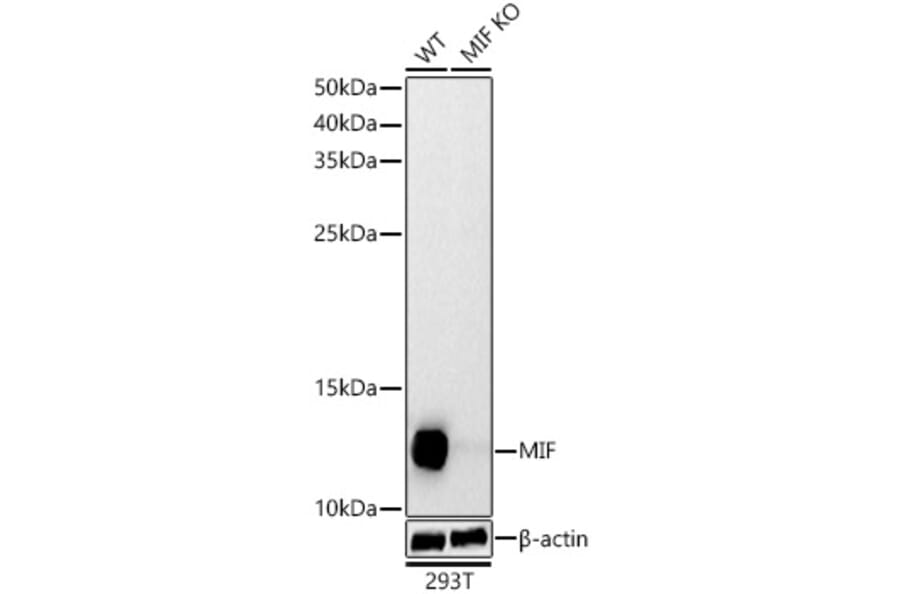 Western Blot - Anti-MIF Antibody (A308197) - Antibodies.com