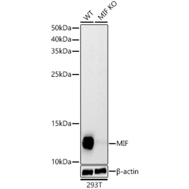 Western Blot - Anti-MIF Antibody (A308197) - Antibodies.com