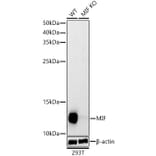 Western Blot - Anti-MIF Antibody (A308197) - Antibodies.com