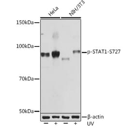 Western Blot - Anti-STAT1 (phospho Ser727) Antibody [ARC1544] (A308199) - Antibodies.com