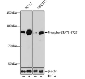 Western Blot - Anti-STAT3 (phospho Ser727) Antibody [ARC0150] (A308200) - Antibodies.com