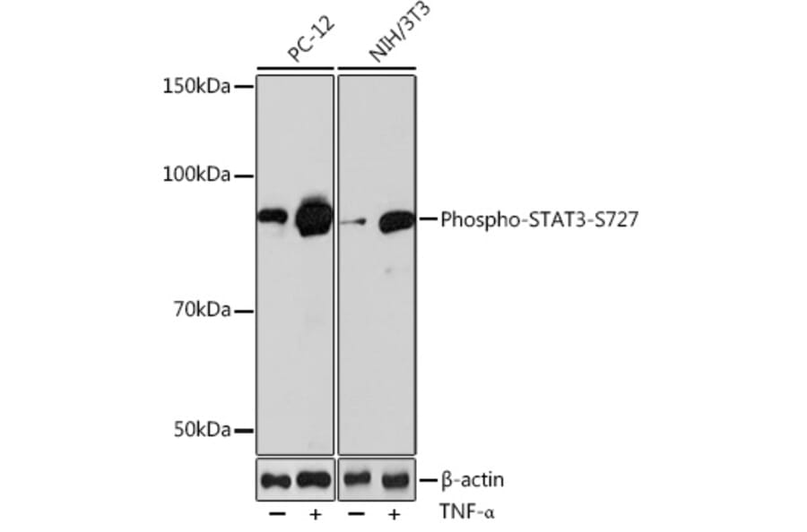 Western Blot - Anti-STAT3 (phospho Ser727) Antibody [ARC0150] (A308200) - Antibodies.com