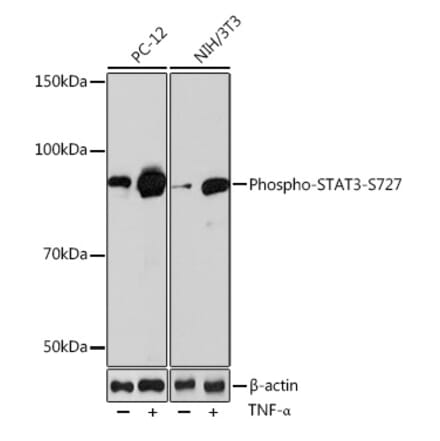 Western Blot - Anti-STAT3 (phospho Ser727) Antibody [ARC0150] (A308200) - Antibodies.com